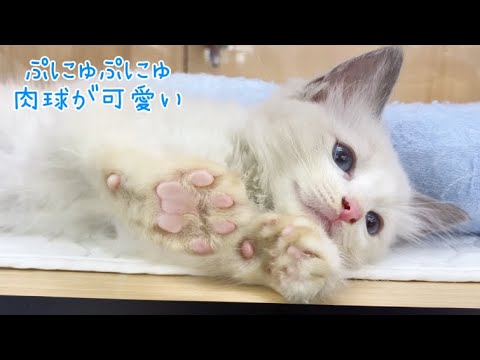 2024.9.28ぷにゅぷにゅ肉球のラグドールちゃん、