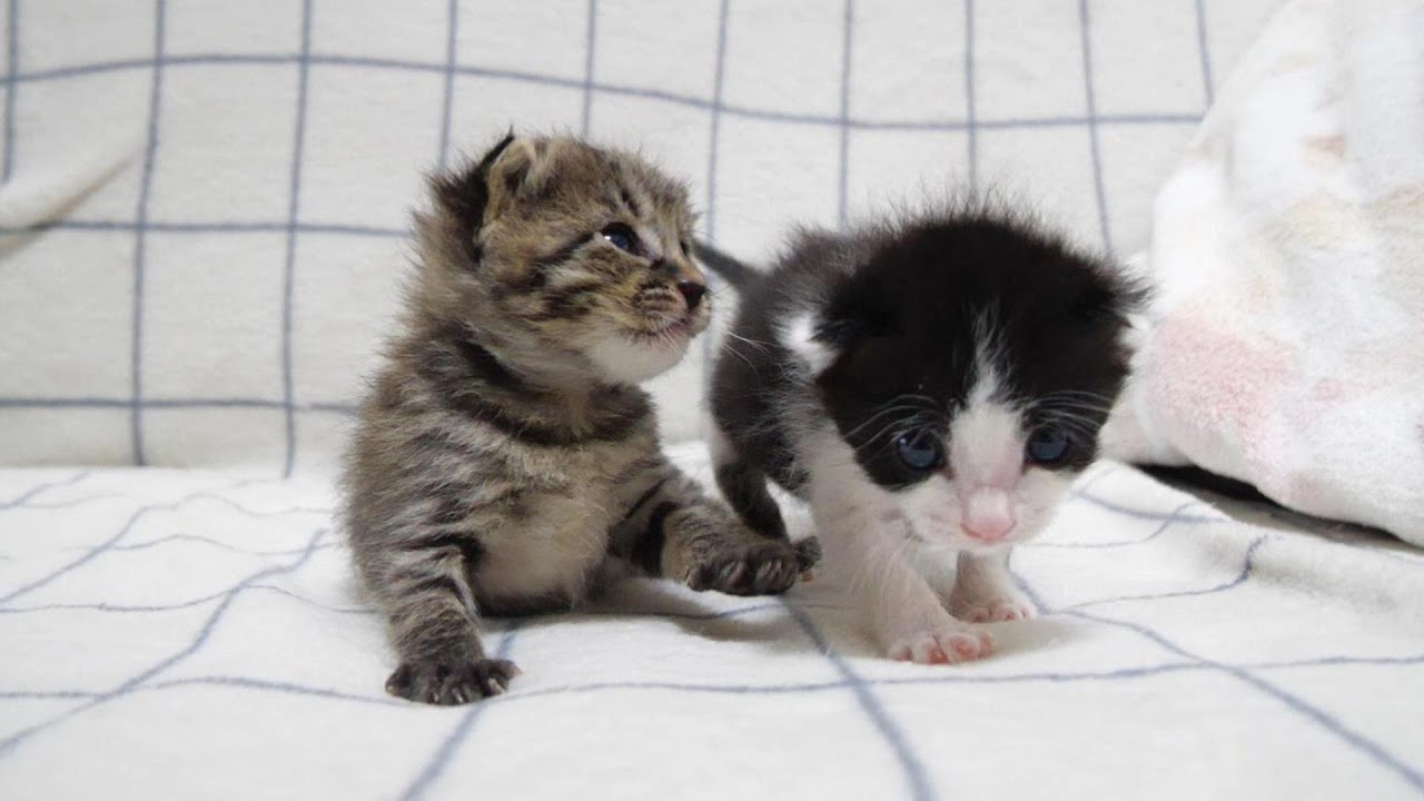 生後２週の子猫が保護される。こまめちゃんにカワイイお友達ができました。【赤ちゃん猫　保護猫】