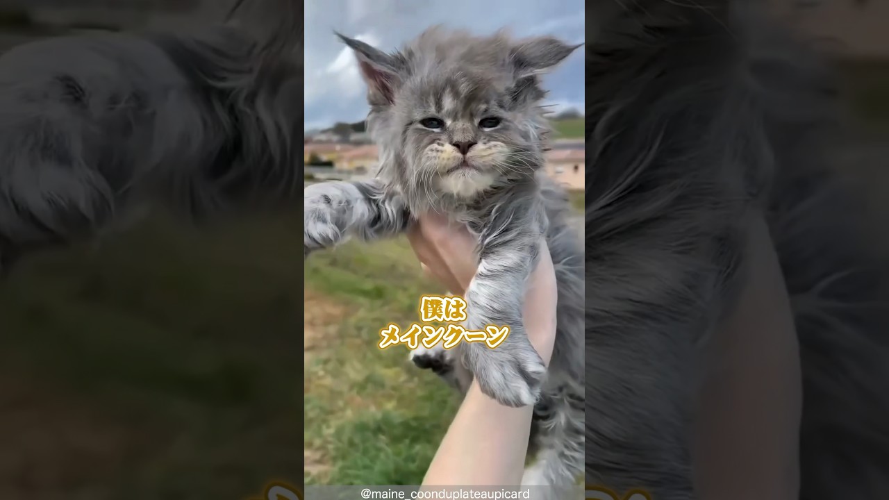 【穏やか巨人】穏やかわいい！もふもふ癒されメインクーンライフ #shorts