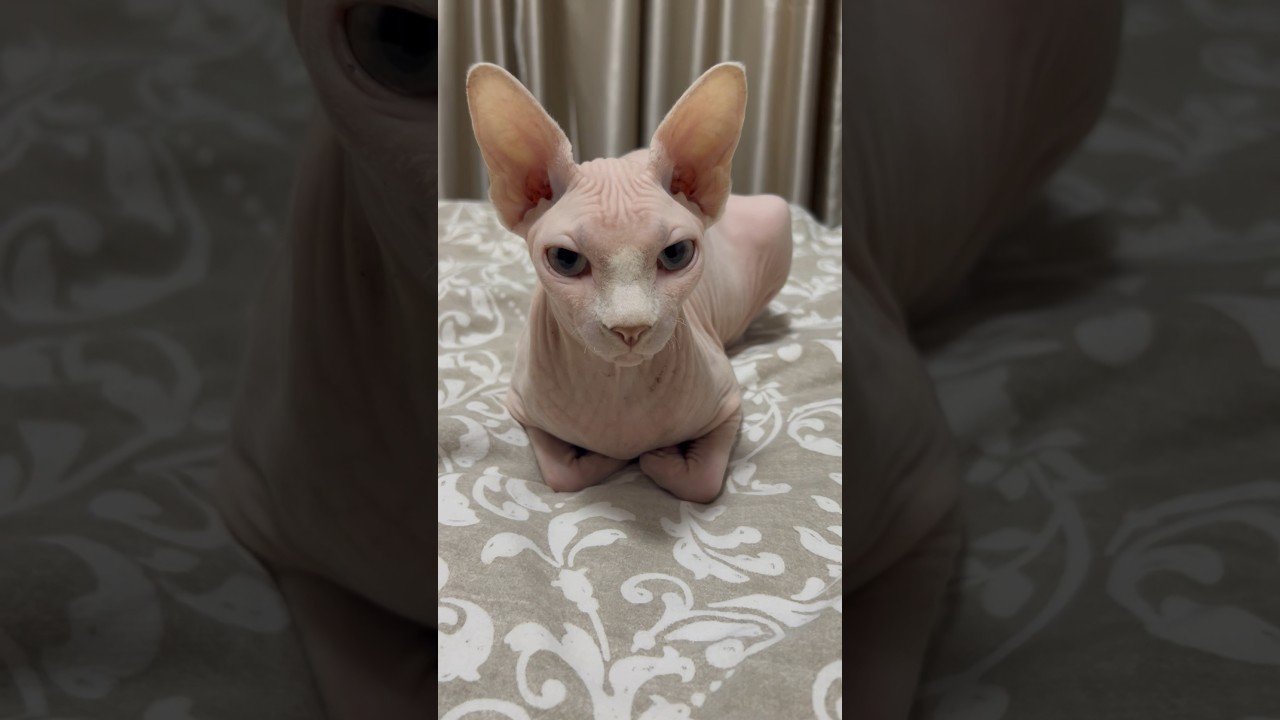 毛のない猫の香箱座り【スフィンクス猫】
