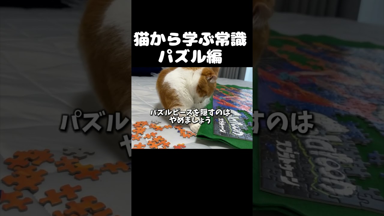 猫から学ぶ常識　パズル編 #猫 #マンチカン #shorts