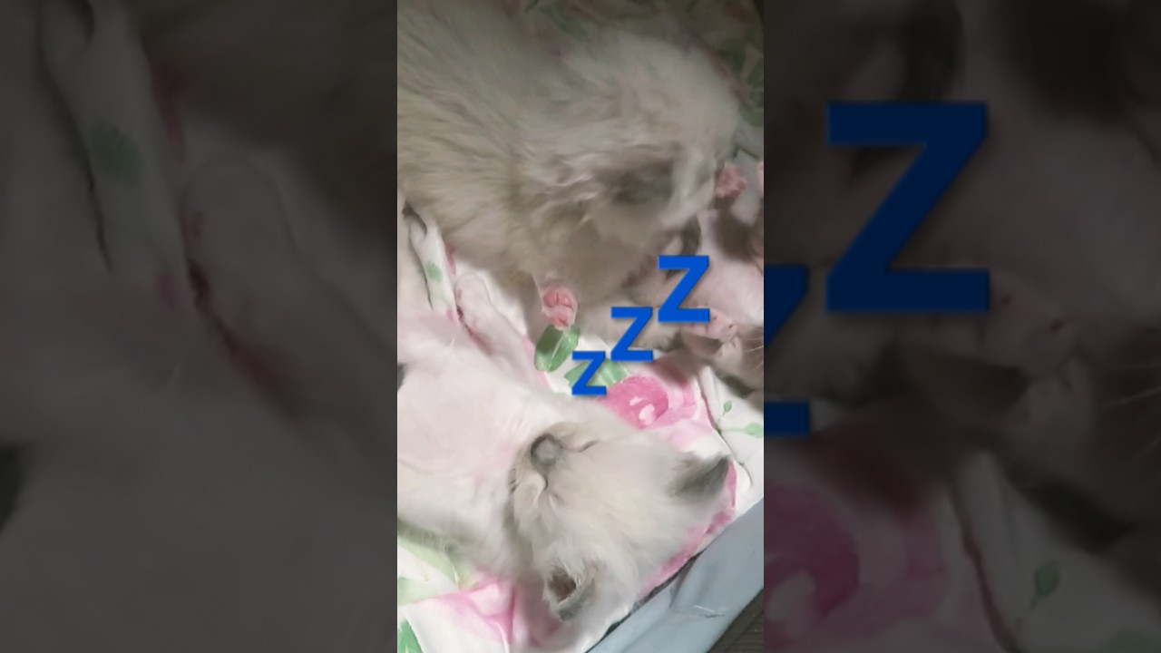 悲鳴で起こされる子猫 #shorts #子猫 #ラグドール