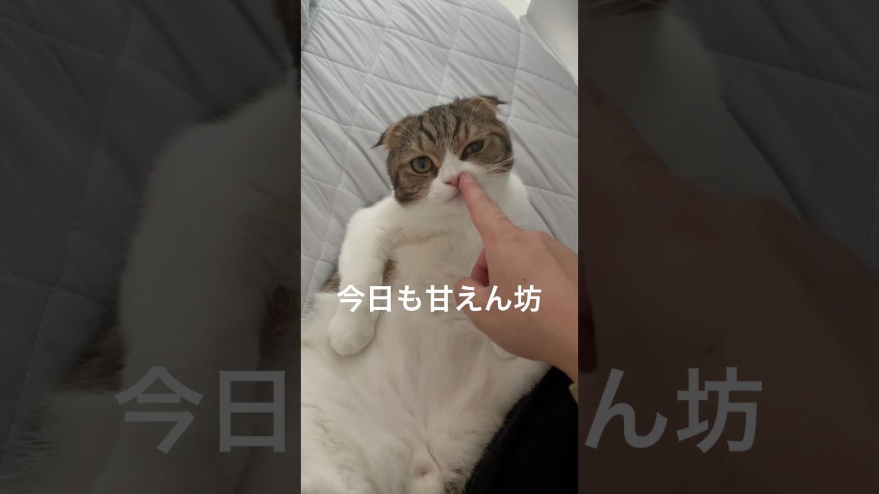 【スコティッシュフォールドスコ太郎】今日も甘えます！#cat #スコテッシュホールド #猫のいる暮らし #ねこ #可愛い