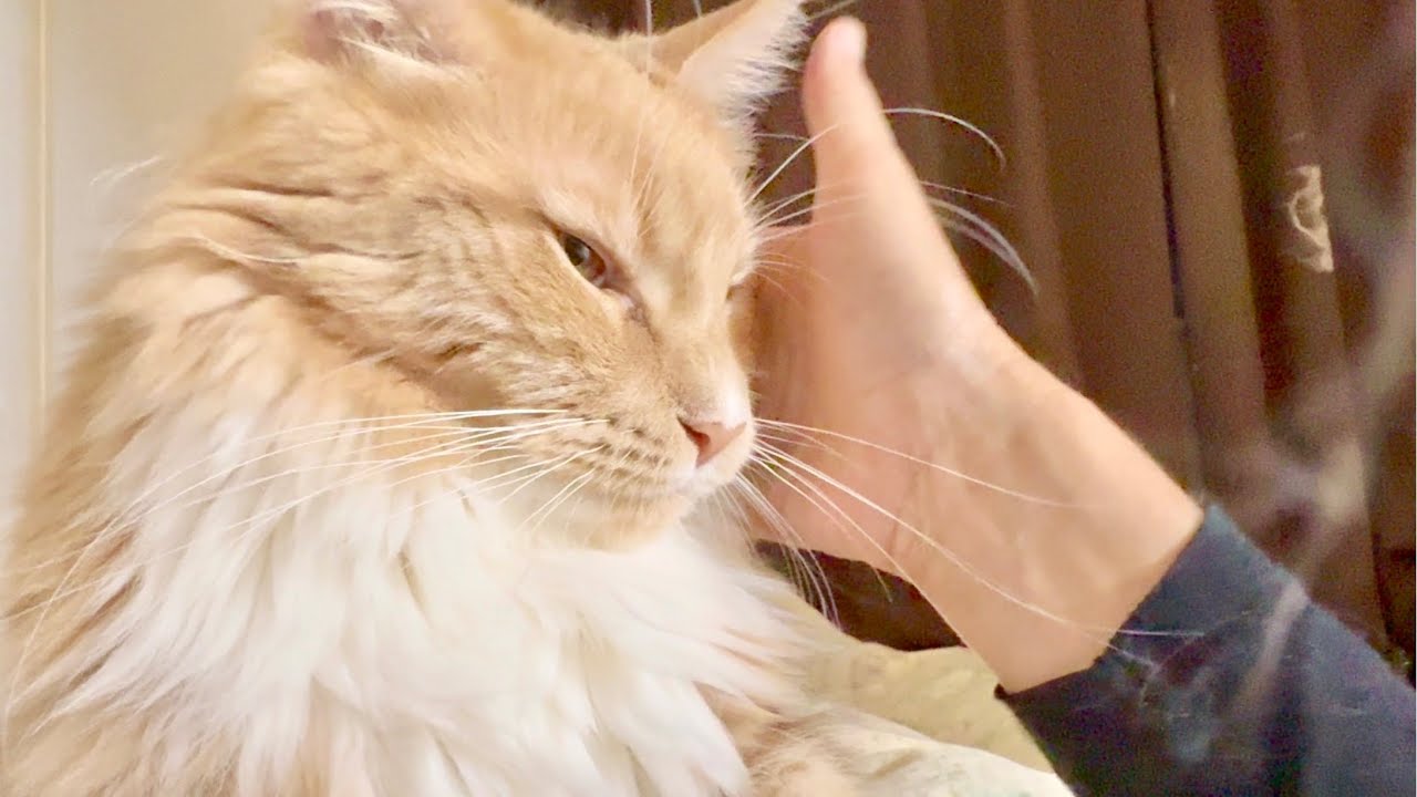 目覚まし猫　お出迎え猫　644日目　メインクーンのいる生活