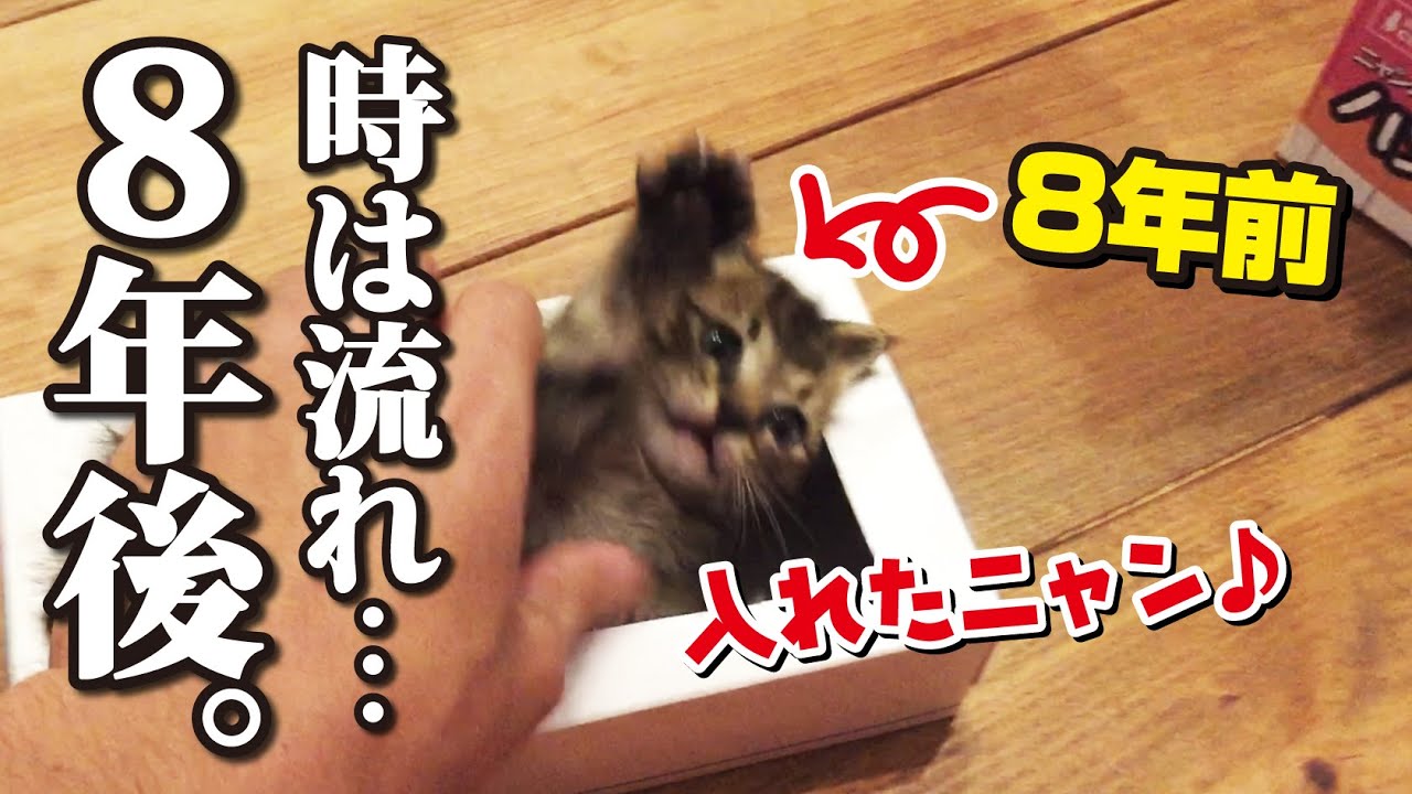生後4週間の子猫が「ティッシュの箱に入ってみた！」を8年後に同じ猫が再現してみた結果…
