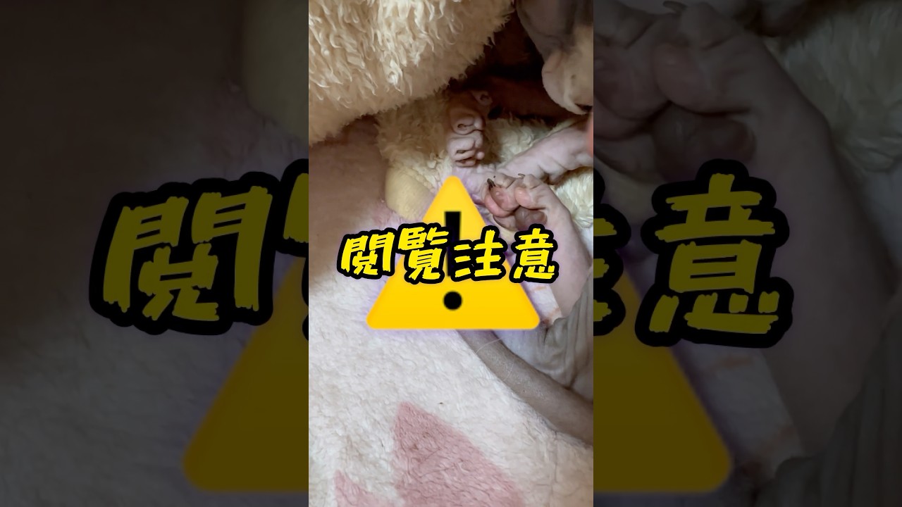 スフィンクス猫チャイについての注意事項#shorts#猫 #cat #sphynx