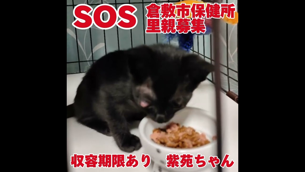 🆘倉敷市保健所里親募集