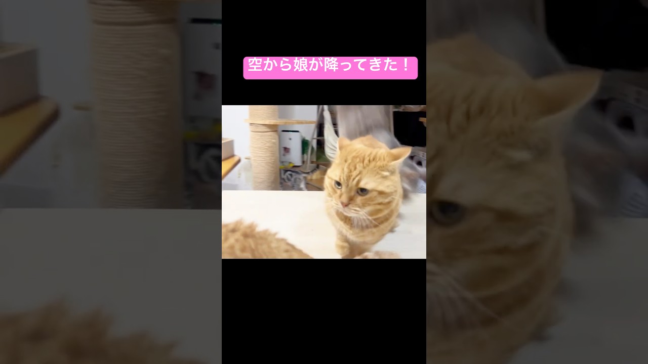 空から娘が降ってきた！ #猫 #マンチカン #shorts