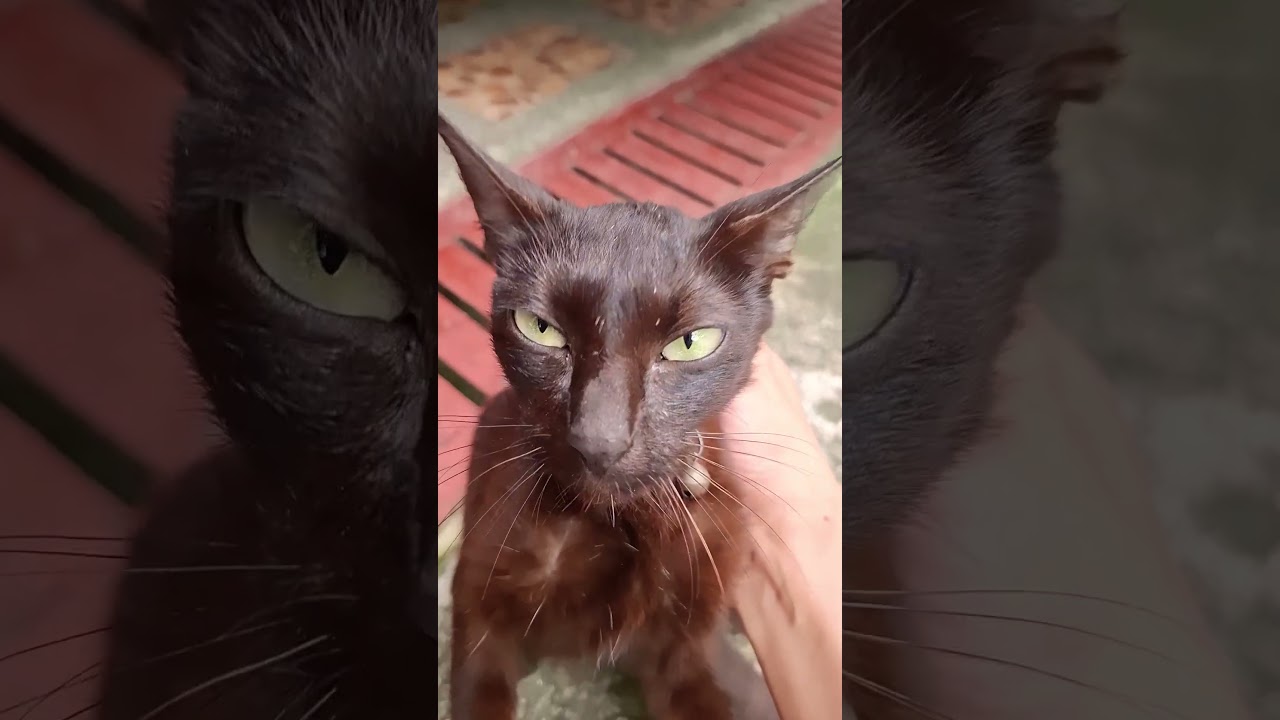 Changing Moods #trending #cat #cuteanimal #ytshorts #cute