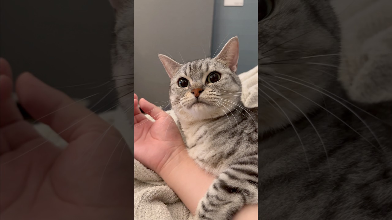 【猫動画】パパが好き過ぎて腕に巻きつく猫www #shorts