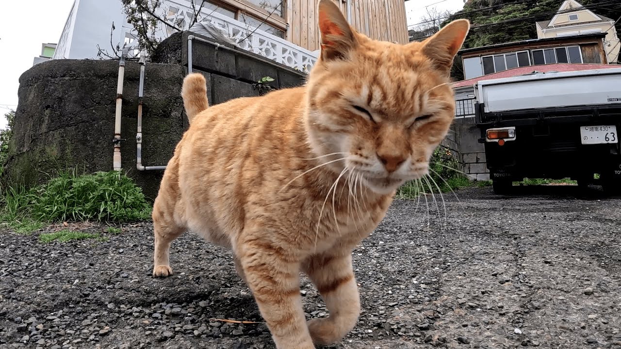 帰り際にお気に入りの茶トラ猫にお別れの挨拶をしに行ったら「帰らないで！」と必死に引き留めようとして追いかけて来た