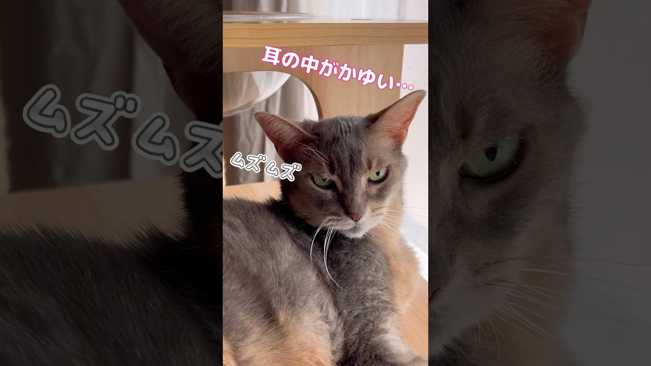 何をしようとしたのか忘れる猫 #shorts #アビシニアン #cat
