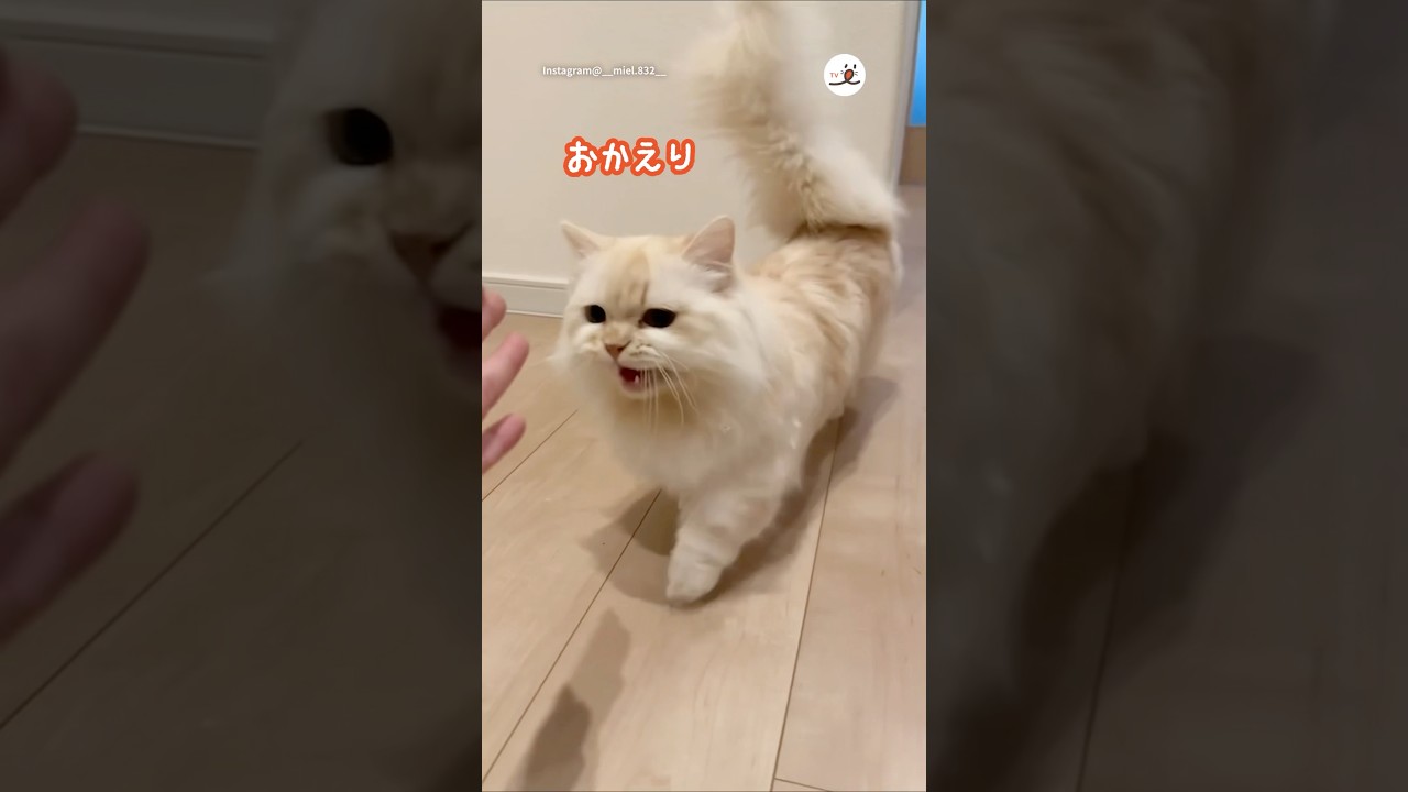 【お出迎え動画】ママさんと猫さんの会話が成り立ってる件｜PECO #マンチカン #猫 #愛猫家 #猫のいる暮らし #munchkin #cat #catlover #catlife