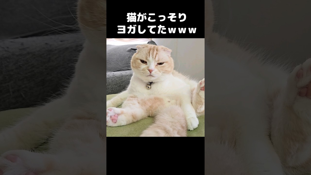 猫がこっそりヨガしてた...笑#shorts