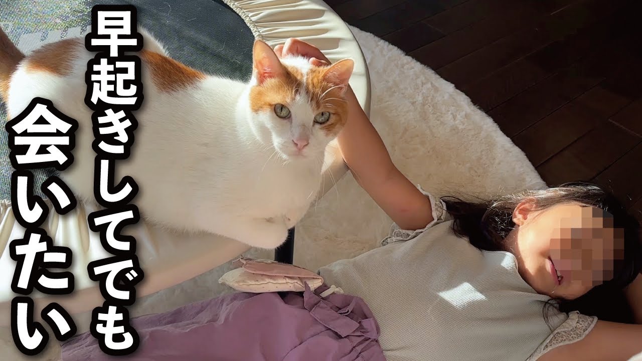 【甘えんぼ猫】朝が弱いハズの猫が娘に会いたくて早起きしました…