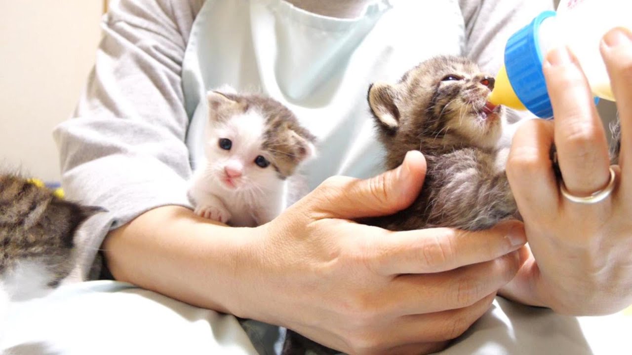 膝の上がミルク待ちの子猫で渋滞中です【赤ちゃん猫　保護猫】