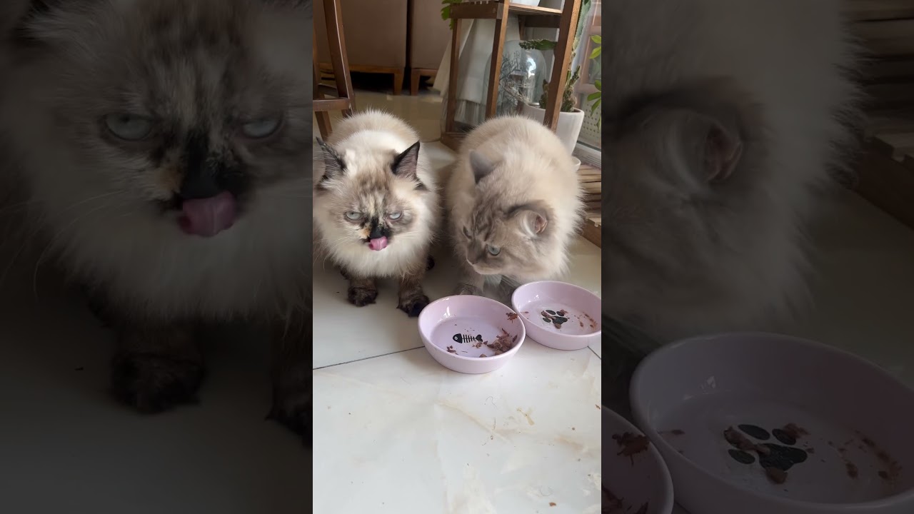 Two hungry cuties 🤤🥹🥰 #cute #cutecat #cat #catlover #catvideos #dojacat #cateating
