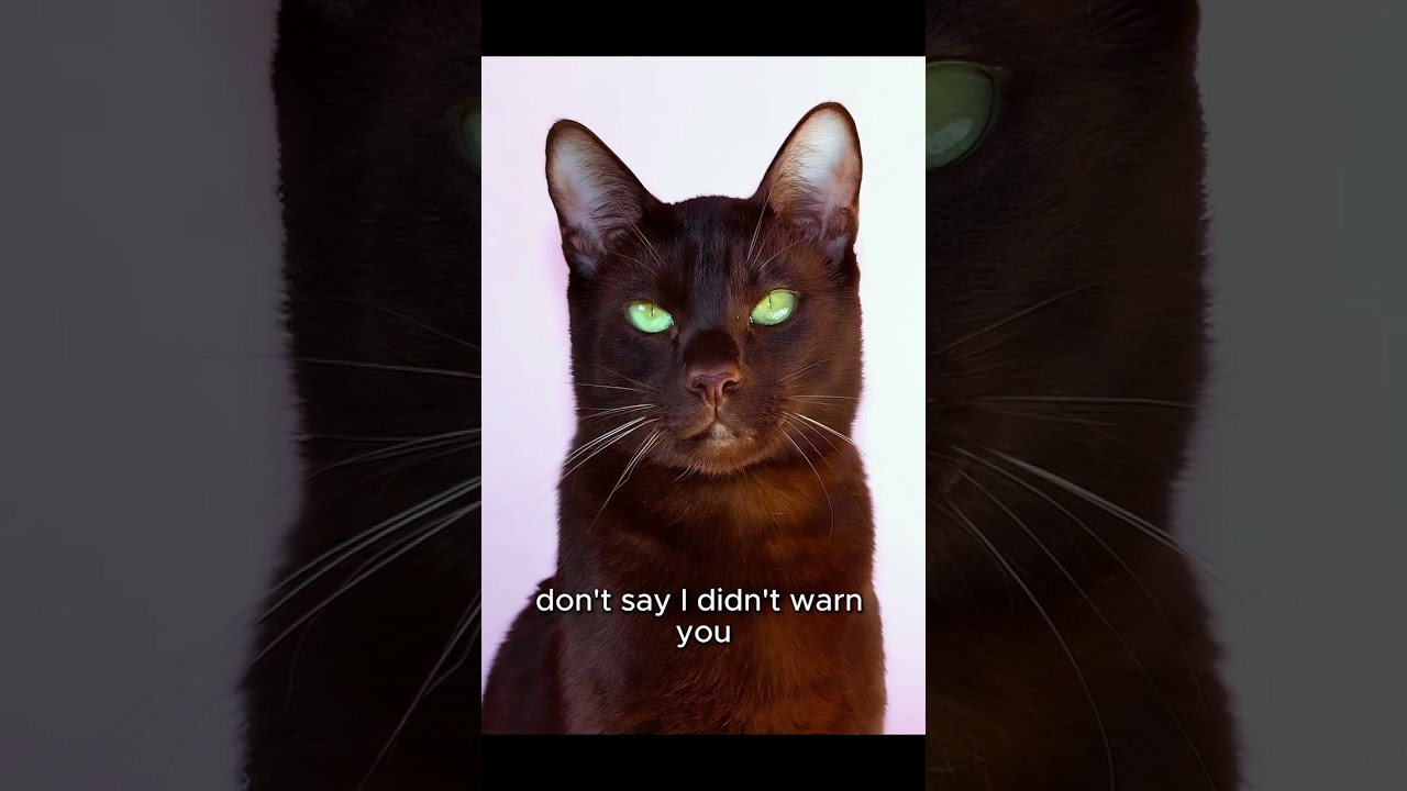 "Meet the Havana Brown: The Cat That’s Smooth as Chocolate and Twice as Sweet!"