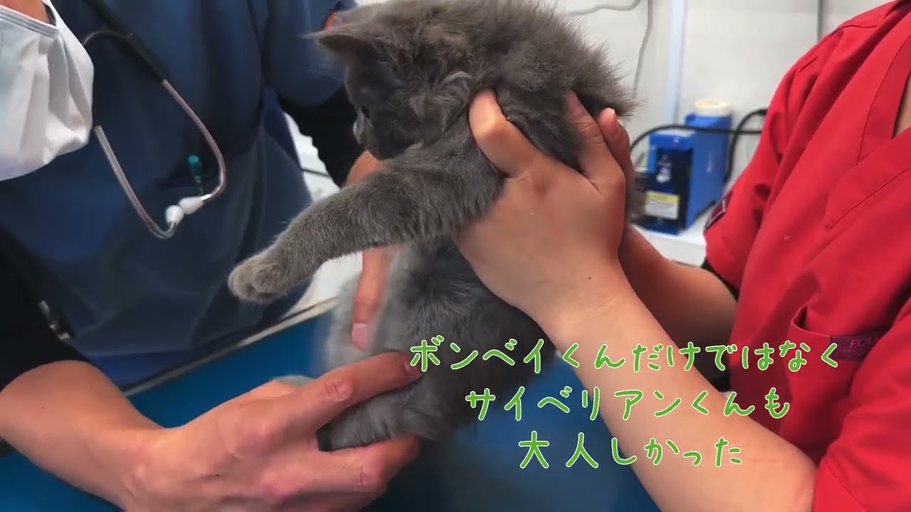 【ナナハチ’s ROOM】ボンベイ☆セイブルの男の子　20240927