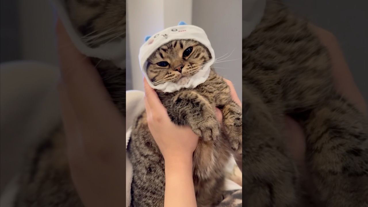 【猫動画】被り物をすると大人しくなる猫が可愛すぎるwww #shorts