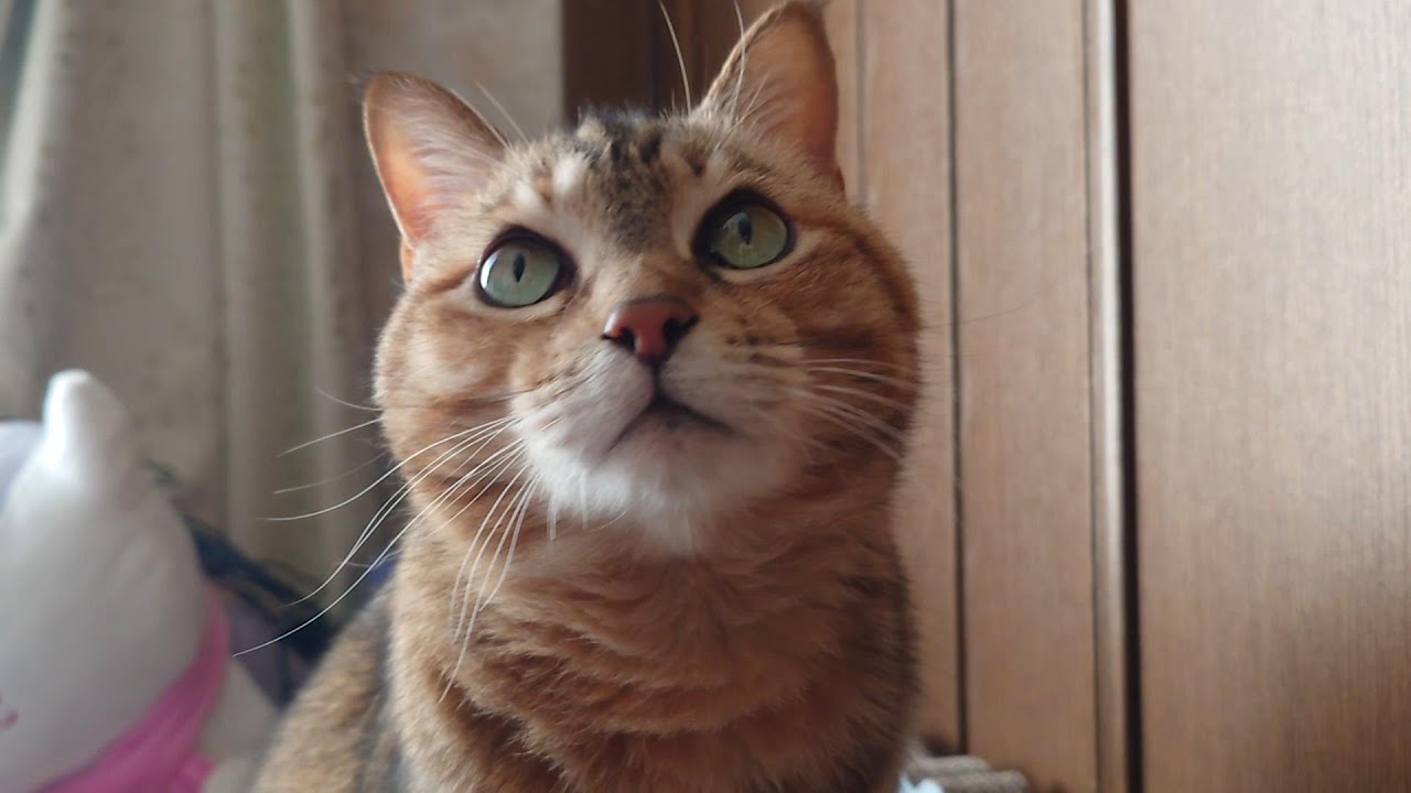 たとえ背中でも食事中の猫ってひたすら可愛い