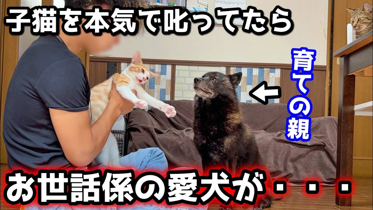 子猫を叱ったら、お世話係の愛犬が心配してこうなりました【保護猫と甲斐犬】