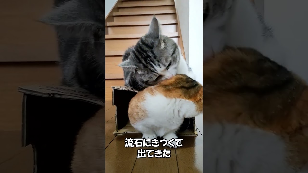 箱の上のスコティッシュ「ふく」と箱の中のマンチカン「むぎ」 ねこずちゃんねるshorts151 #ねこ #猫 #cat #仔猫 #短足 #shorts