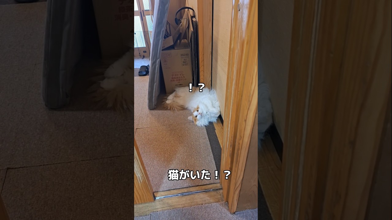 どこにでもいる！？#ノルウエージャンフォレストキャット #norwegianforestcat