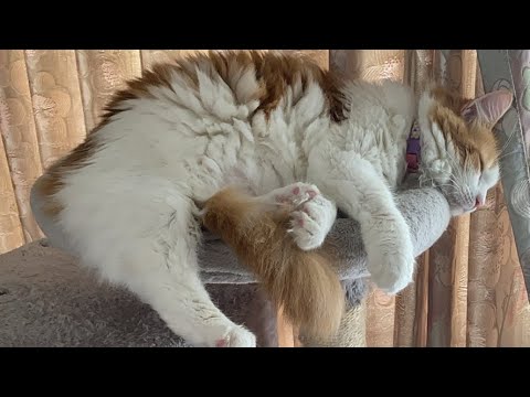 朝からゴロゴロ猫タイム！【マリー（メインクーン）】