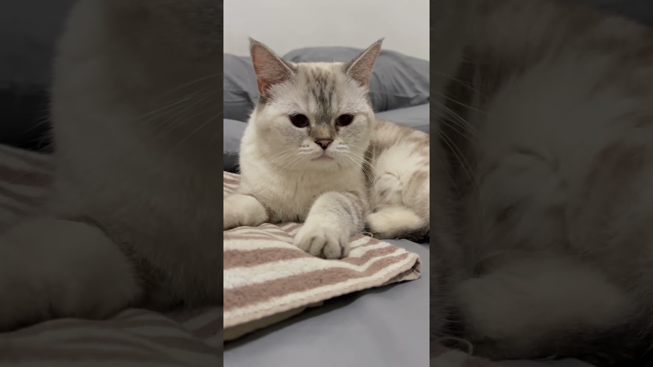 she feels most beautiful here #shorts #cat #catlover #pets #funny #kitten #viralshorts #gato #gatos