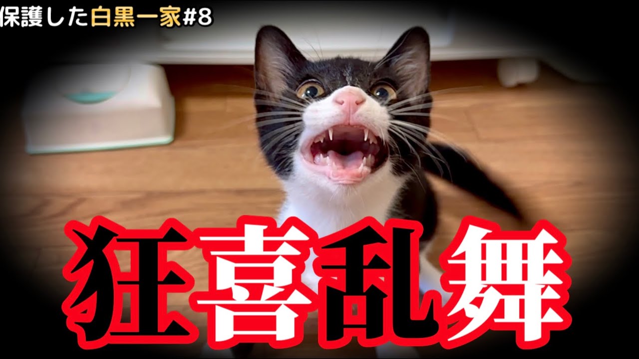 豹変！初めての体験で子猫が狂いました【保護猫】】