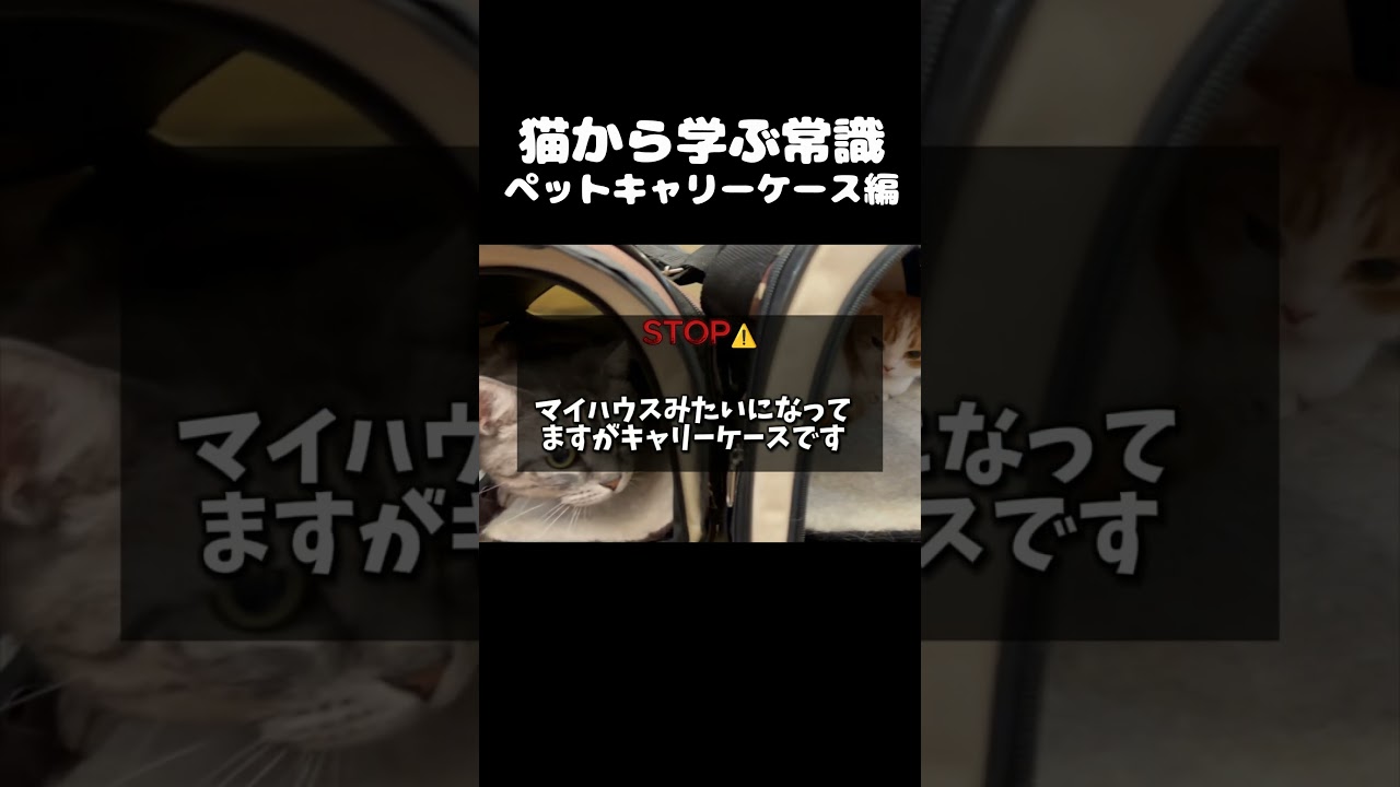 猫から学ぶ常識　ペットキャリーケース編 #マンチカン #猫 #shorts