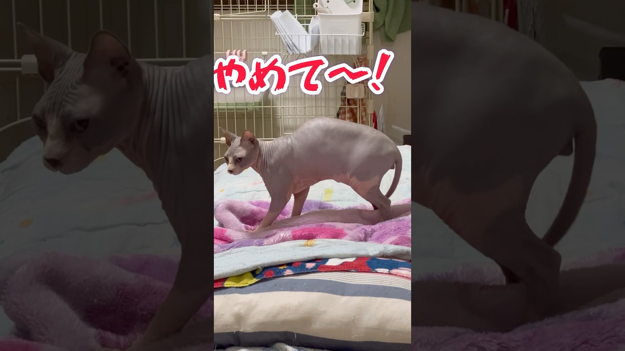スフィンクス猫チャイの常識#shorts#猫 #cat #sphynx