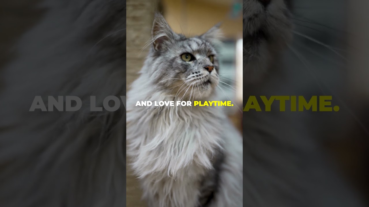 Maine Coon ,Meet The Gentle Giant of cat world #shorts #animals #petlovers
