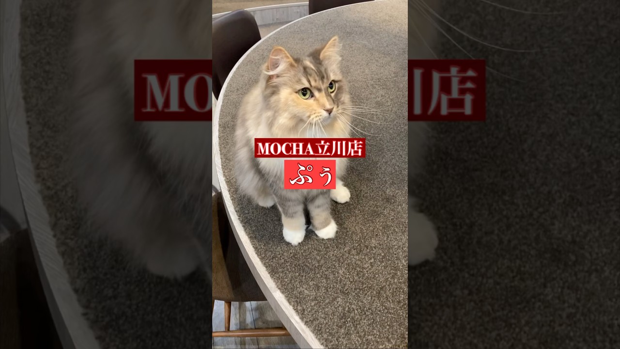 🐱ぷぅ🐱　(サイベリアン♀)　猫カフェMOCHA立川店　2024/9/4 撮影分　　#日替わり猫カフェにゃんこ