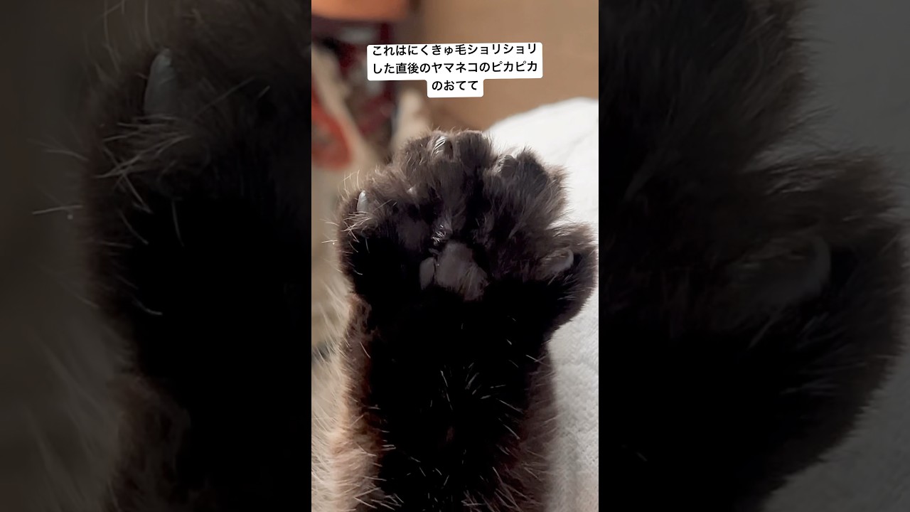 ねこのおてて #猫 #サイベリアン #にくきゅう