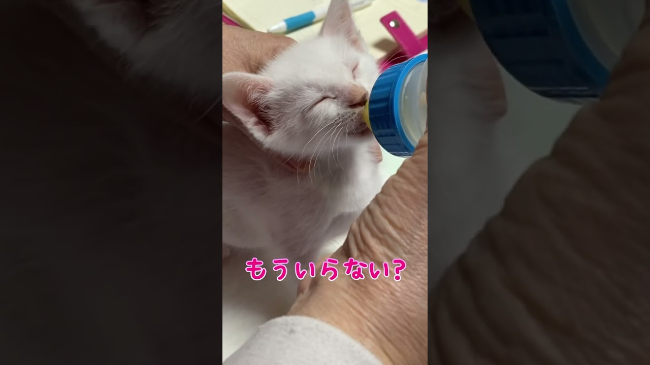 ②産まれたばかりの赤ちゃん猫を保護してから成長するまでの総集編