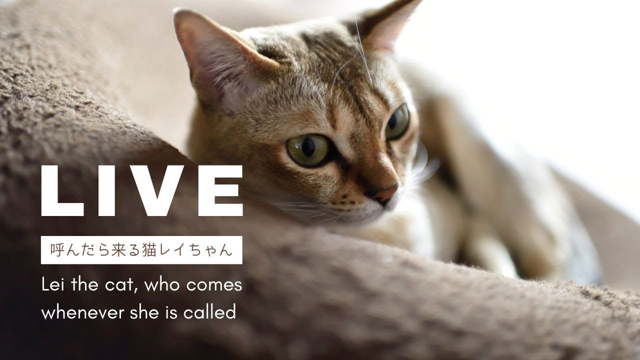【LIVE】食事8:00/18:00 (GMT +09:00) 呼んだら来る猫レイちゃん | Lei the cat, who comes whenever she is called【シンガプーラ】