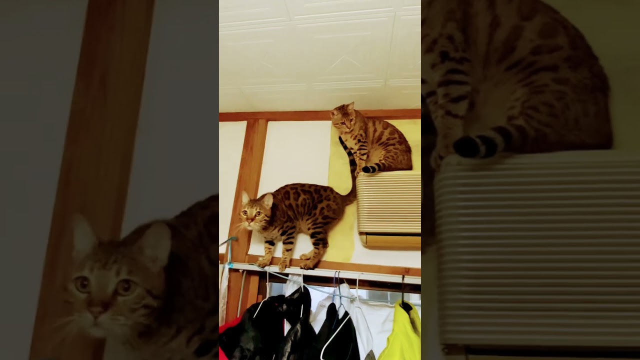 #猫#ベンガル猫#Bengal cat#short ★（１）仲の良いベンガル兄妹！目指せ４０万人（笑）（２０２４０１０４ー８）＊🐆兄弟猫のレオちゃんは、tanabata77様へ！↷