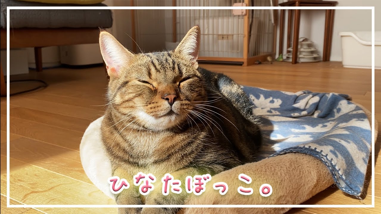 【ほっけ】秋の日向ぼっこは最高に気持ちいいみたいです【アメショ】