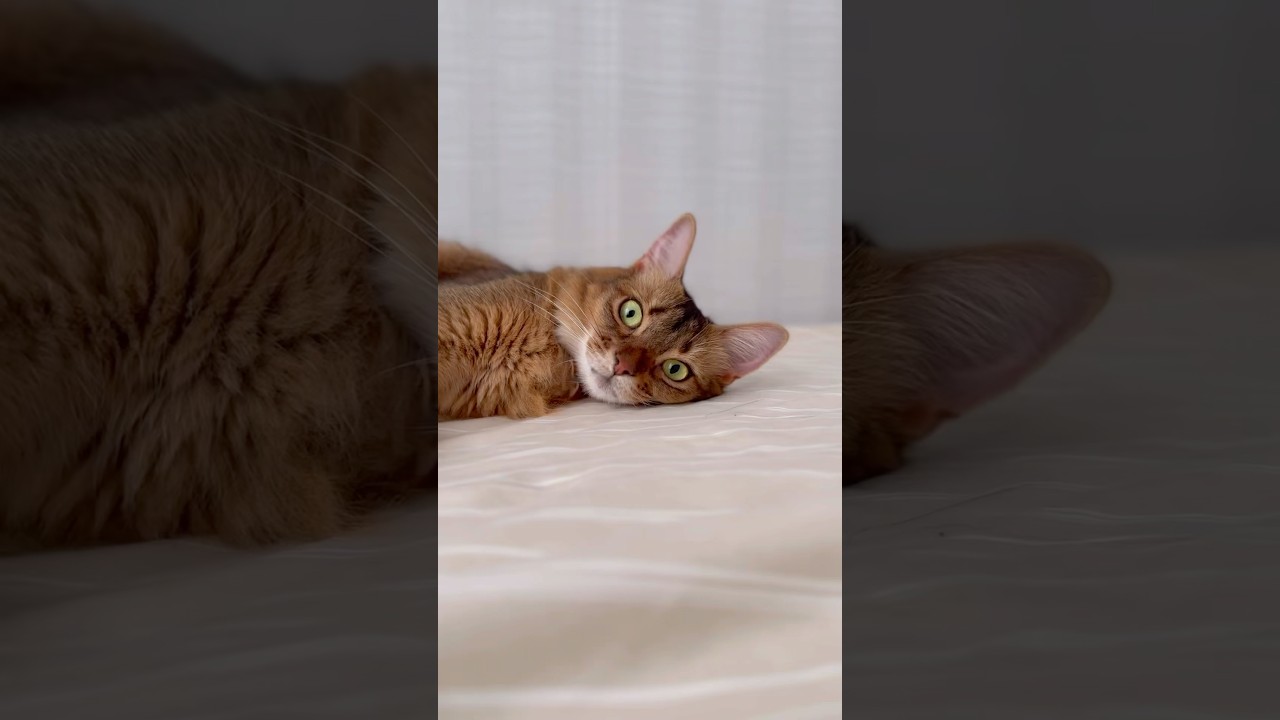 多頭飼いから一人になった猫は