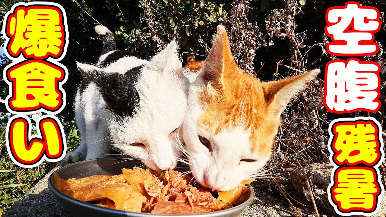 空腹で残暑でブチギレシャーシャー！猫たちにご飯をあげたら・・・ さくらねこたちへの給餌 癒され野良猫動画 感動猫動画