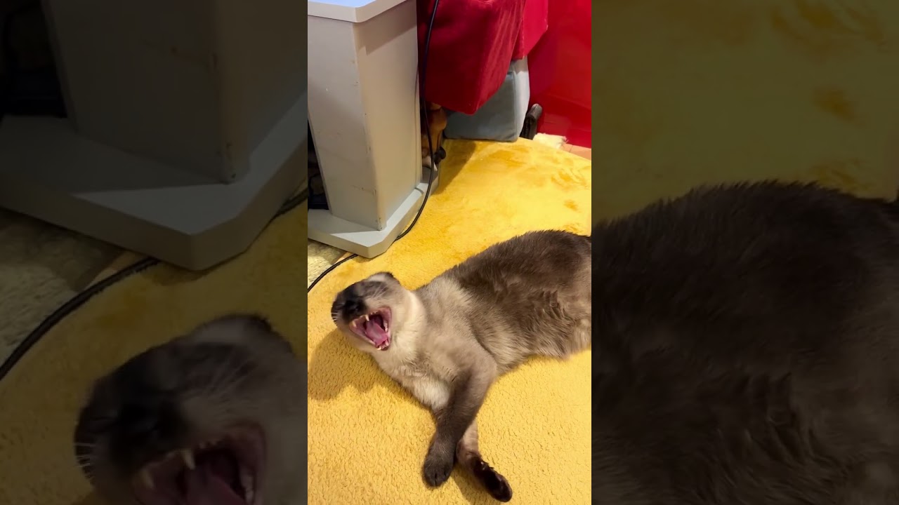 同居猫をカプッとできなかったのでアクビでごまかすたぬき猫なのにゃ♪ #cat #シンガプーラ #トンキニーズ#たぬき猫