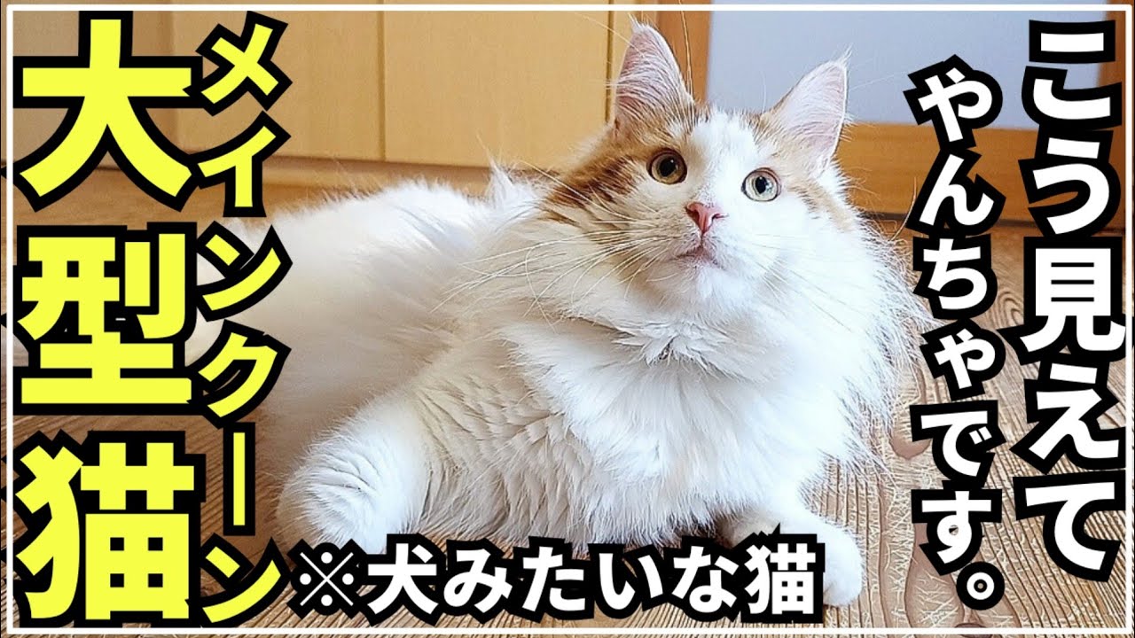穏やかな猫って言われるけど実は...【大型猫メインクーン】