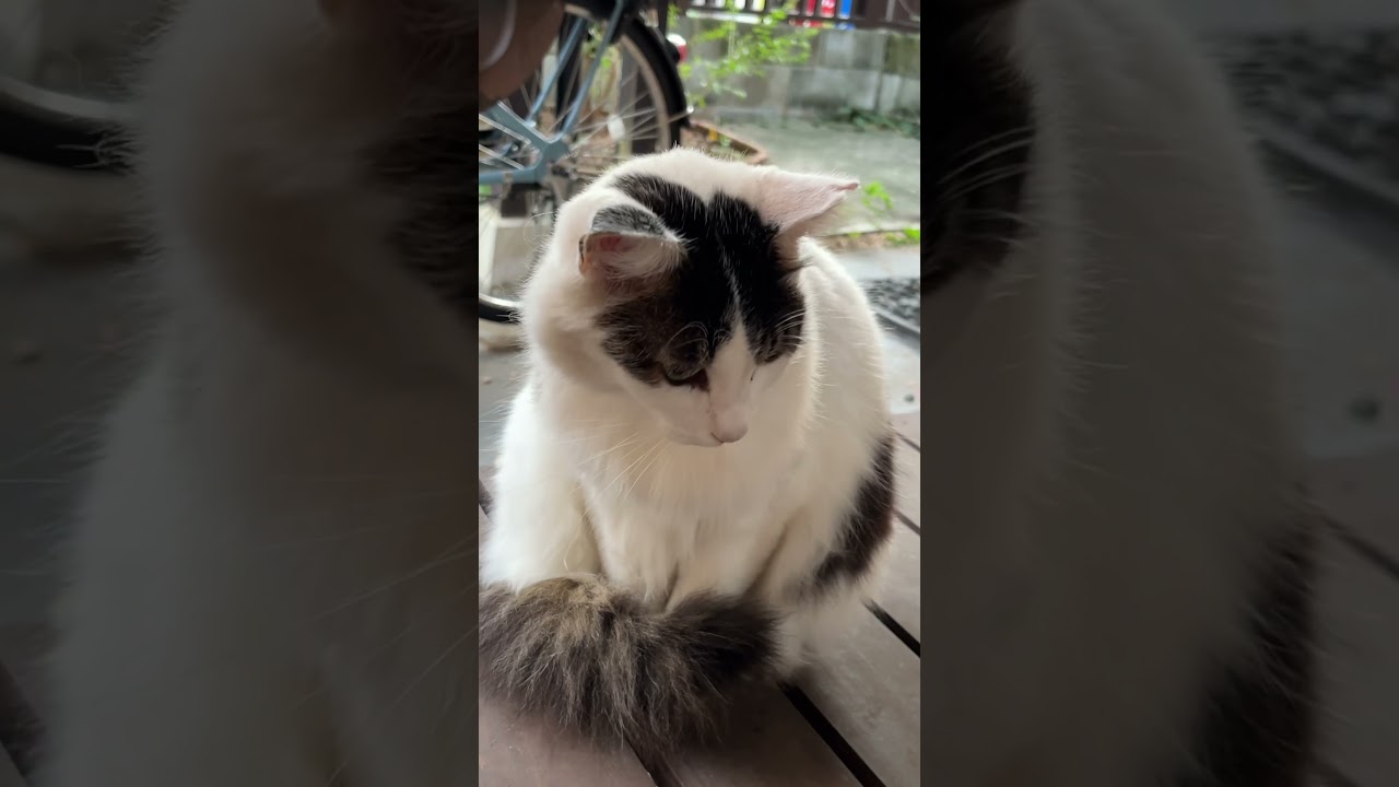 お話ししたい野良猫警備員🐱🚔葵ちゃん