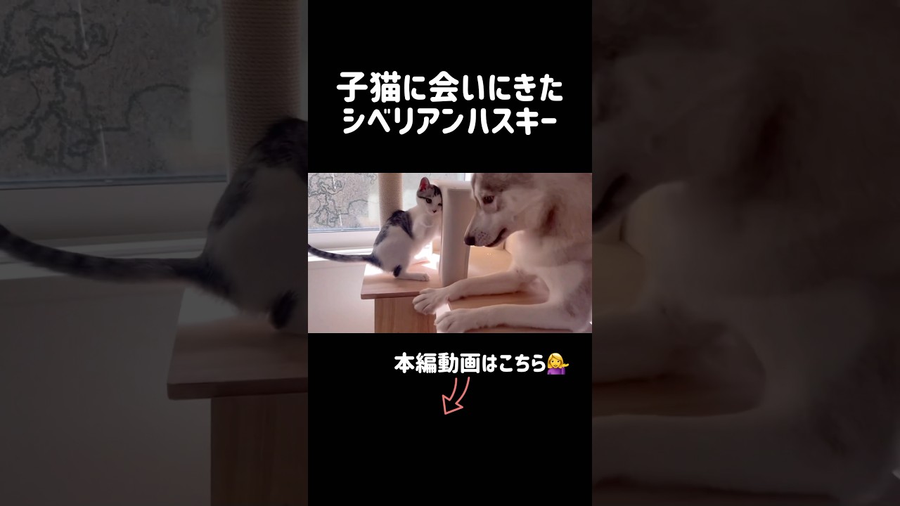 子猫に会いにきたシベリアンハスキー #シベリアンハスキー #ハスキー #子猫
