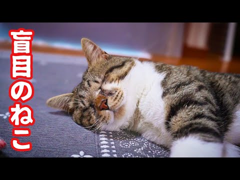 9月も発作を起こさずのんびり過ごせた目の不自由なねこと先輩猫に怒られた後輩猫