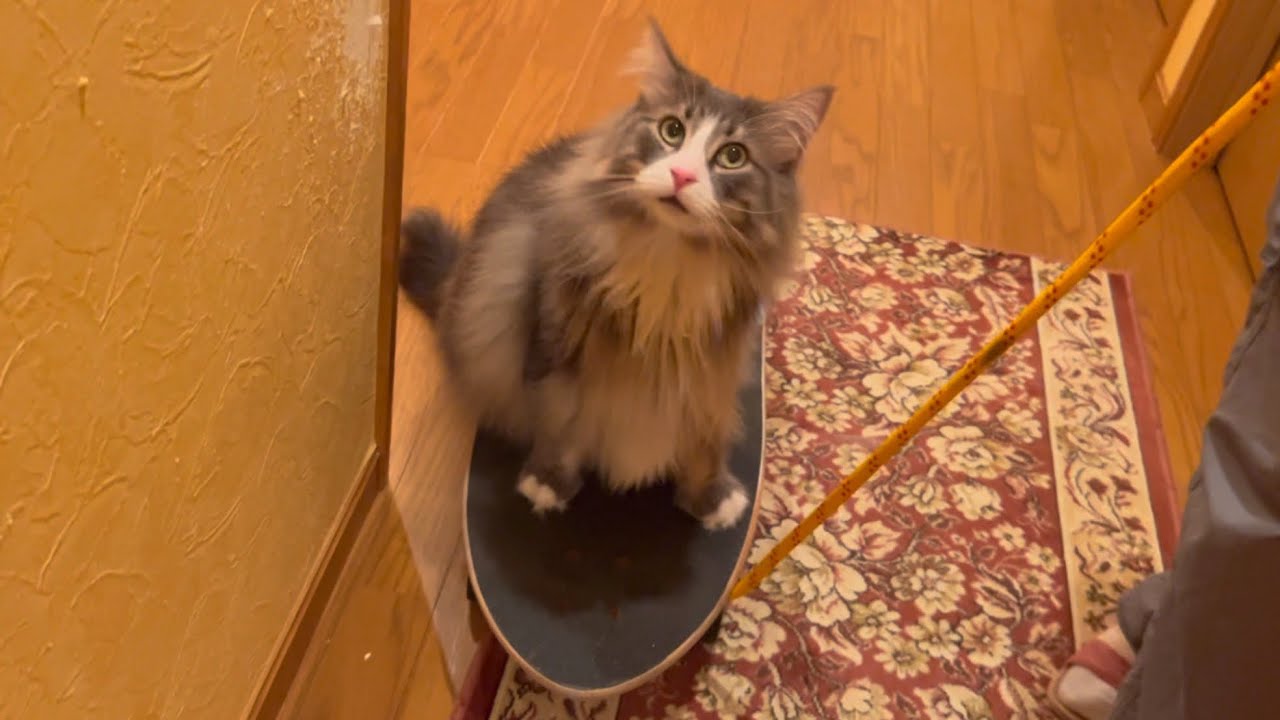 【スケボー】ご乗車いただきありがとうございます〜♪ノルウェージャンフォレストキャット送迎www