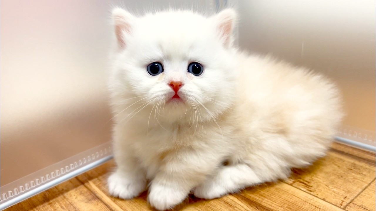 ★まとめ★いつかのクルミ家の子猫達をまとめてみた件【猫のいる生活Vol.739～742】出産動画 マンチカン短足・ミヌエット・ペルシャ猫専門ブリーダー『ペット蔵人』【子猫の成長記録】