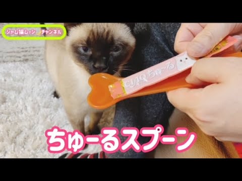 シャム猫ムーン🌙チャンネル・ちゅーるスプーン🥄
